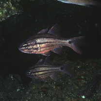 Ostorhinchus doederleini (Jordan et Snyder, 1901)