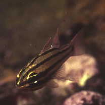 Ostorhinchus doederleini (Jordan et Snyder, 1901)