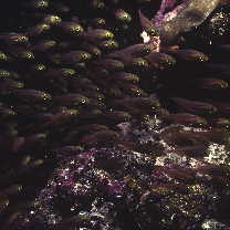 Parapriacanthus ransonneti Steindachner, 1870