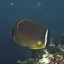 Chaetodon auripes Jordan et Snyder, 1901