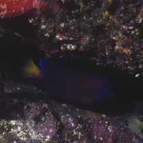 Centropyge interrupta (Tanaka, 1918)