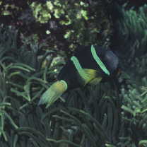 Amphiprion clarkii (Bennett, 1830)
