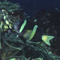 Amphiprion clarkii (Bennett, 1830)