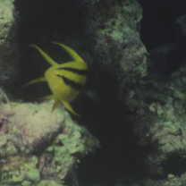 Neoglyphidodon nigroris (Cuvier, 1830)