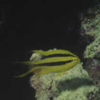 Neoglyphidodon nigroris (Cuvier, 1830)