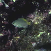 Pomacentrus lepidogenys Fowler et Bean, 1928