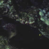 Plectroglyphidodon lacrymatus (Quoy et Gaimard, 1825)