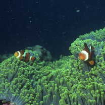 Amphiprion ocellaris Cuvier, 1830