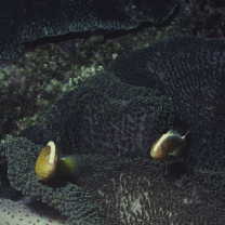 Amphiprion sandaracinos Allen, 1972