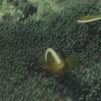 Amphiprion sandaracinos Allen, 1972