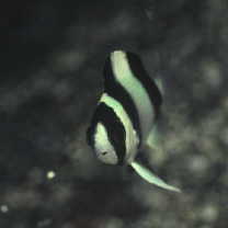 Chrysiptera tricincta (Allen et Randall, 1974)