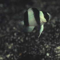 Chrysiptera tricincta (Allen et Randall, 1974)