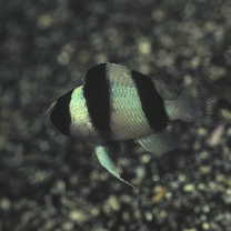 Chrysiptera tricincta (Allen et Randall, 1974)