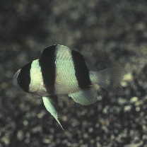 Chrysiptera tricincta (Allen et Randall, 1974)