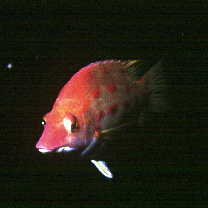 Bodianus oxycephalus (Bleeker, 1862)