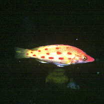 Bodianus oxycephalus (Bleeker, 1862)