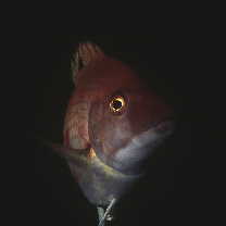 Bodianus oxycephalus (Bleeker, 1862)