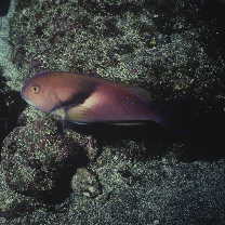 Choerodon azurio (Jordan et Snyder, 1901)