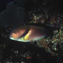 Choerodon azurio (Jordan et Snyder, 1901)