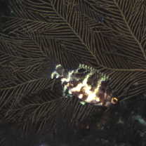 Choerodon azurio (Jordan et Snyder, 1901)