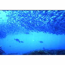 Caranx melampygus Cuvier, 1833