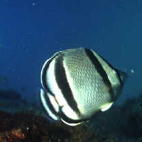 イースト・パシフィック・バタフライフィッシュ