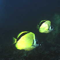 Johnrandallia nigrirostris (Gill, 1863)