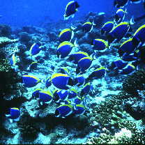 Acanthurus leucosternon Bennett, 1832