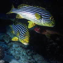 Plectorhinchus vittatus (Linnaeus, 1758)