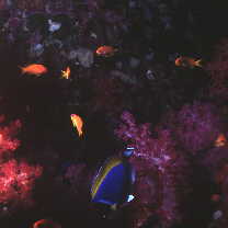 Acanthurus leucosternon Bennett, 1832