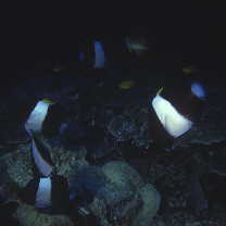 Hemitaurichthys zoster (Bennett, 1831)