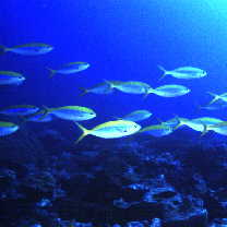 イエローバック・フュージラー