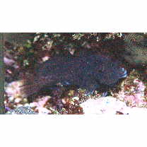 Cirripectes imitator Williams, 1985