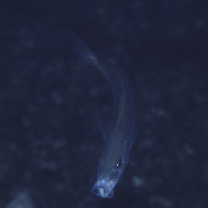 Pseudocaranx dentex (Bloch et Schneider, 1801)