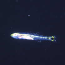 Chaenogobius gulosus (Sauvage, 1882)