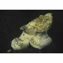 Scorpaenopsis neglecta Heckel, 1837