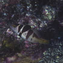 Plectropomus laevis (Lacepede, 1801)