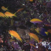 Pseudanthias bicolor (Randall, 1979)