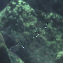 Kuhlia mugil (Forster, 1801)