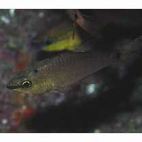 Ostorhinchus notatus (Houttuyn, 1782)