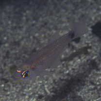 Taeniamia fucata (Cantor, 1850)