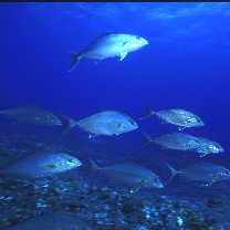 Seriola dumerili (Risso, 1810)