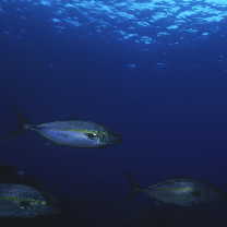 Seriola dumerili (Risso, 1810)