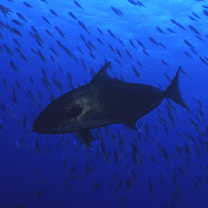 Seriola rivoliana Valenciennes, 1833