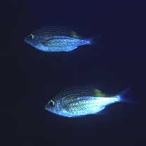 Gnathodentex aureolineatus (Lacepede, 1802)