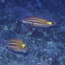 Parupeneus spilurus (Bleeker, 1854)