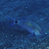 Parupeneus indicus (Shaw, 1803)