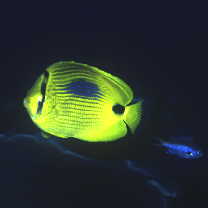 Chaetodon plebeius Cuvier, 1831