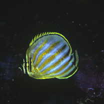 Chaetodon ornatissimus Cuvier, 1831