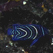 Pomacanthus semicirculatus (Cuvier, 1831)